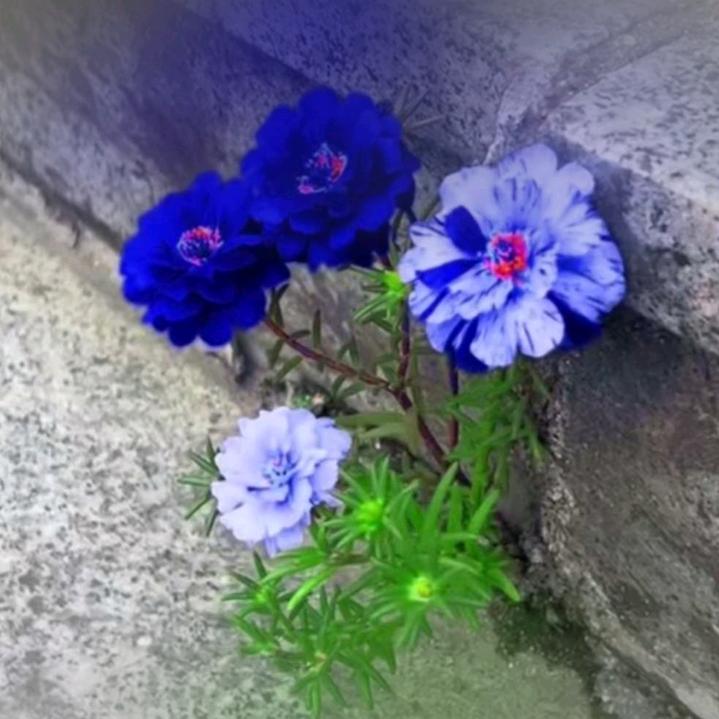 慎儿