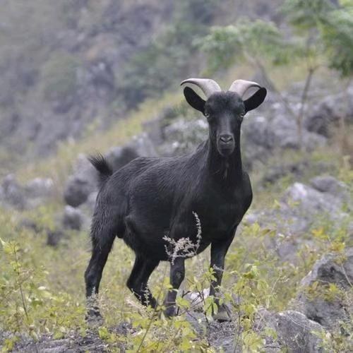 昆明寻甸牛羊肉汤锅