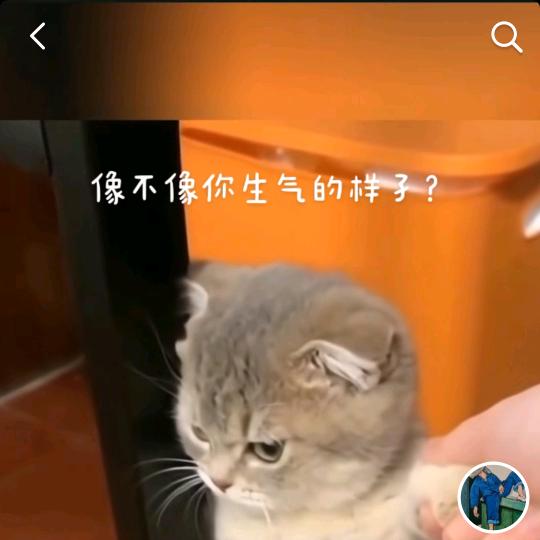 抖抖鱼