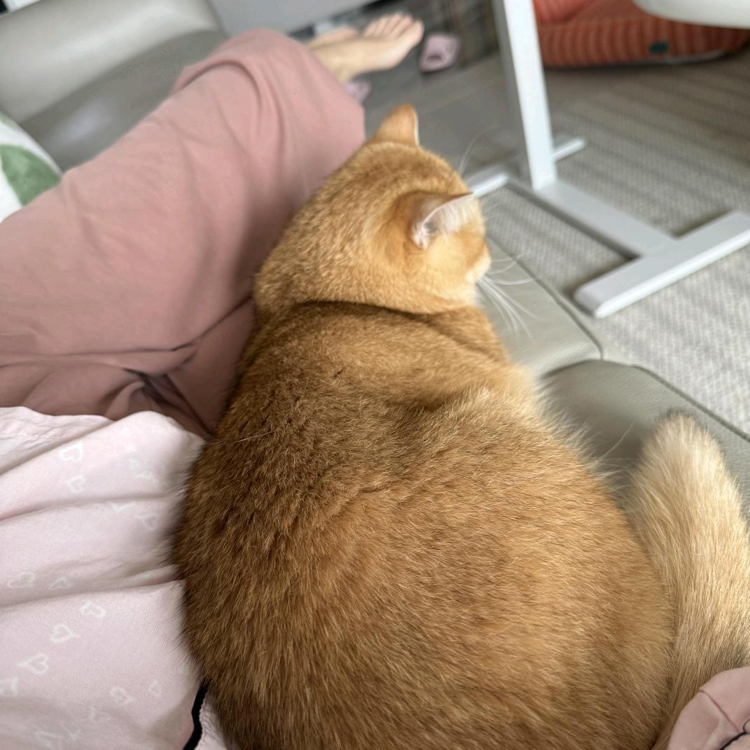 明天吃什么鱼