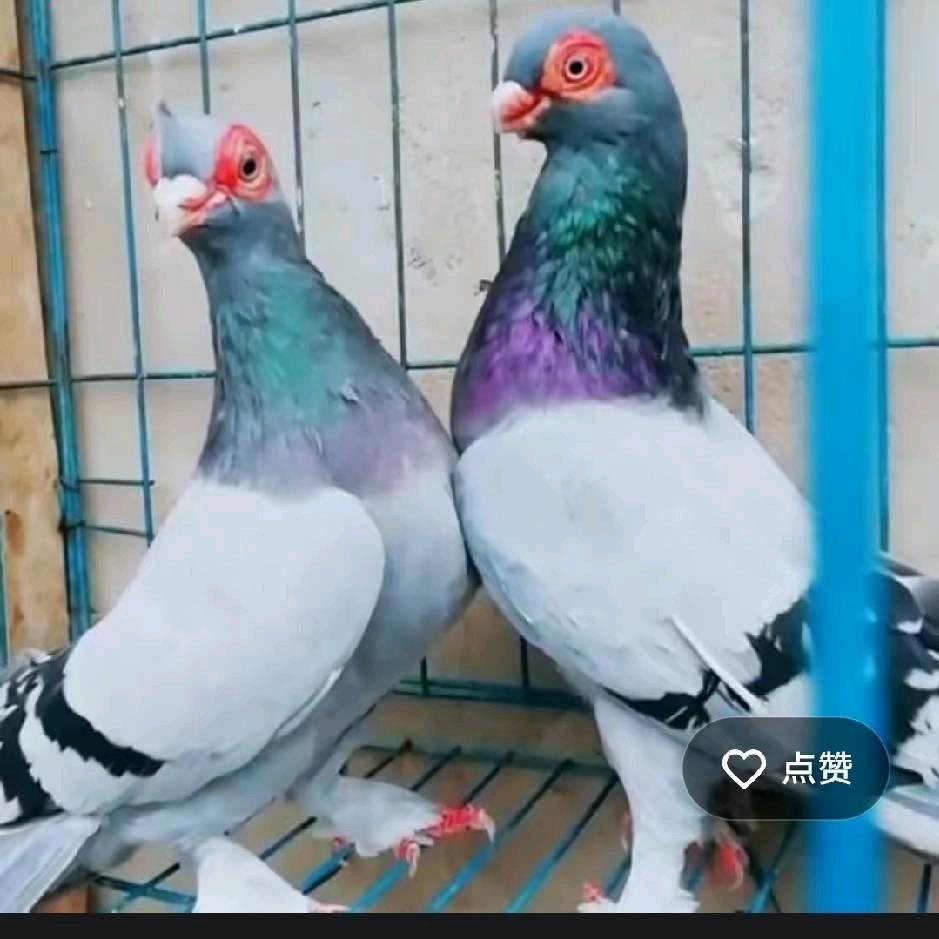 杨子