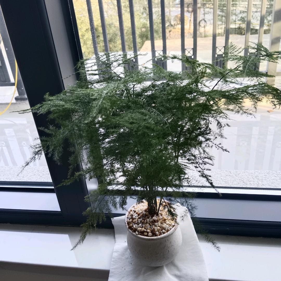 宁静的心