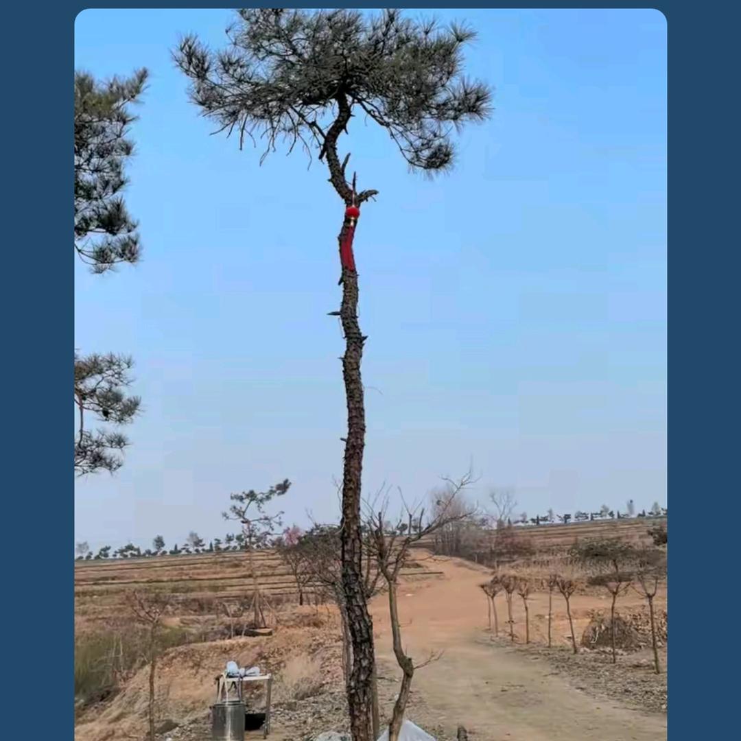 韶华一缕
