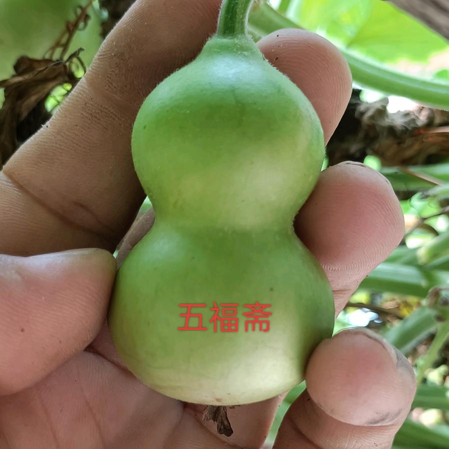 五福斋葫芦