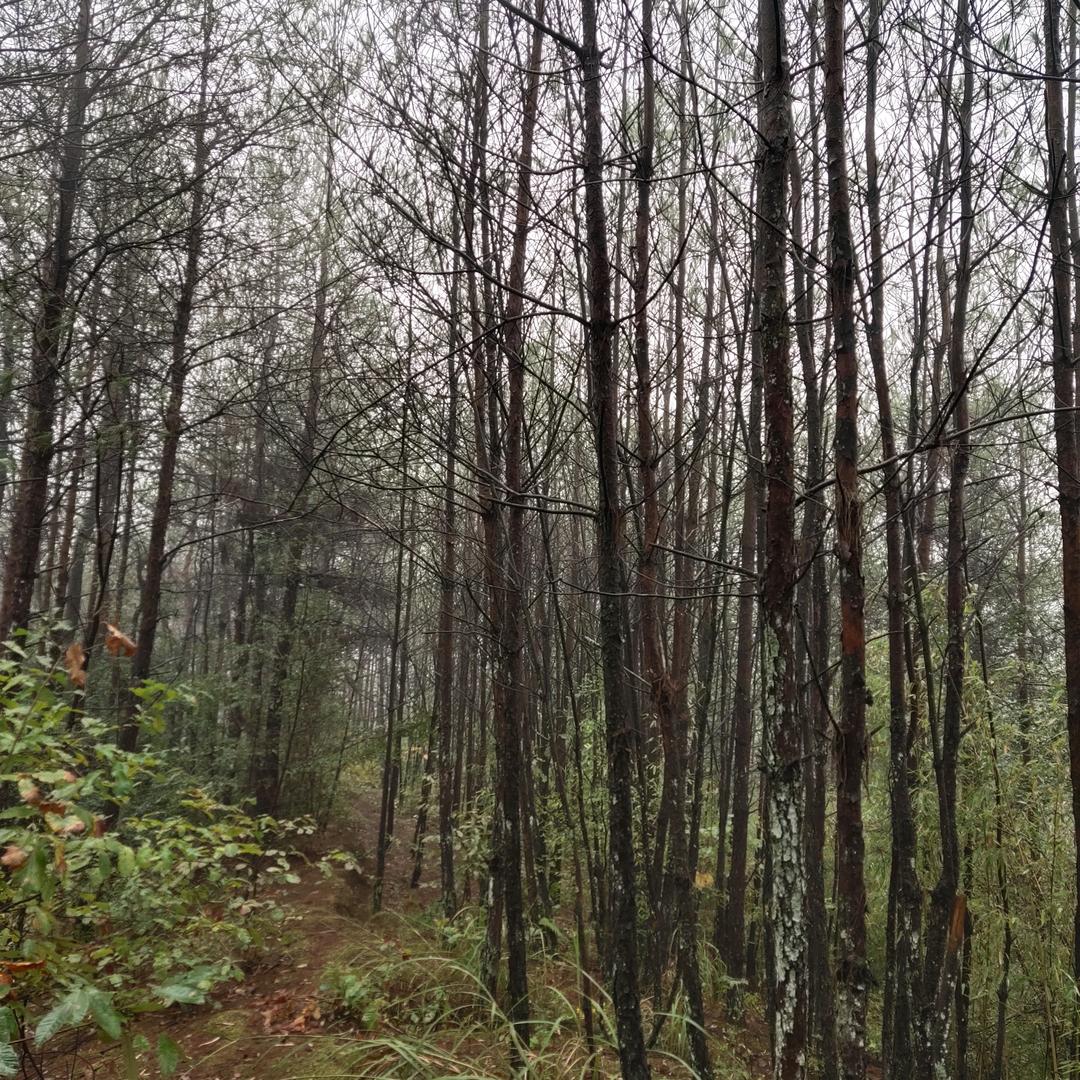 华领村森林巡护员杨刚！佘生爱好自己