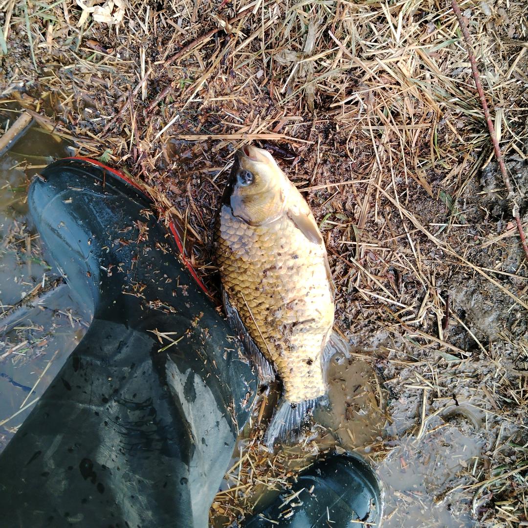 不会钓鱼爱钓鱼⭕