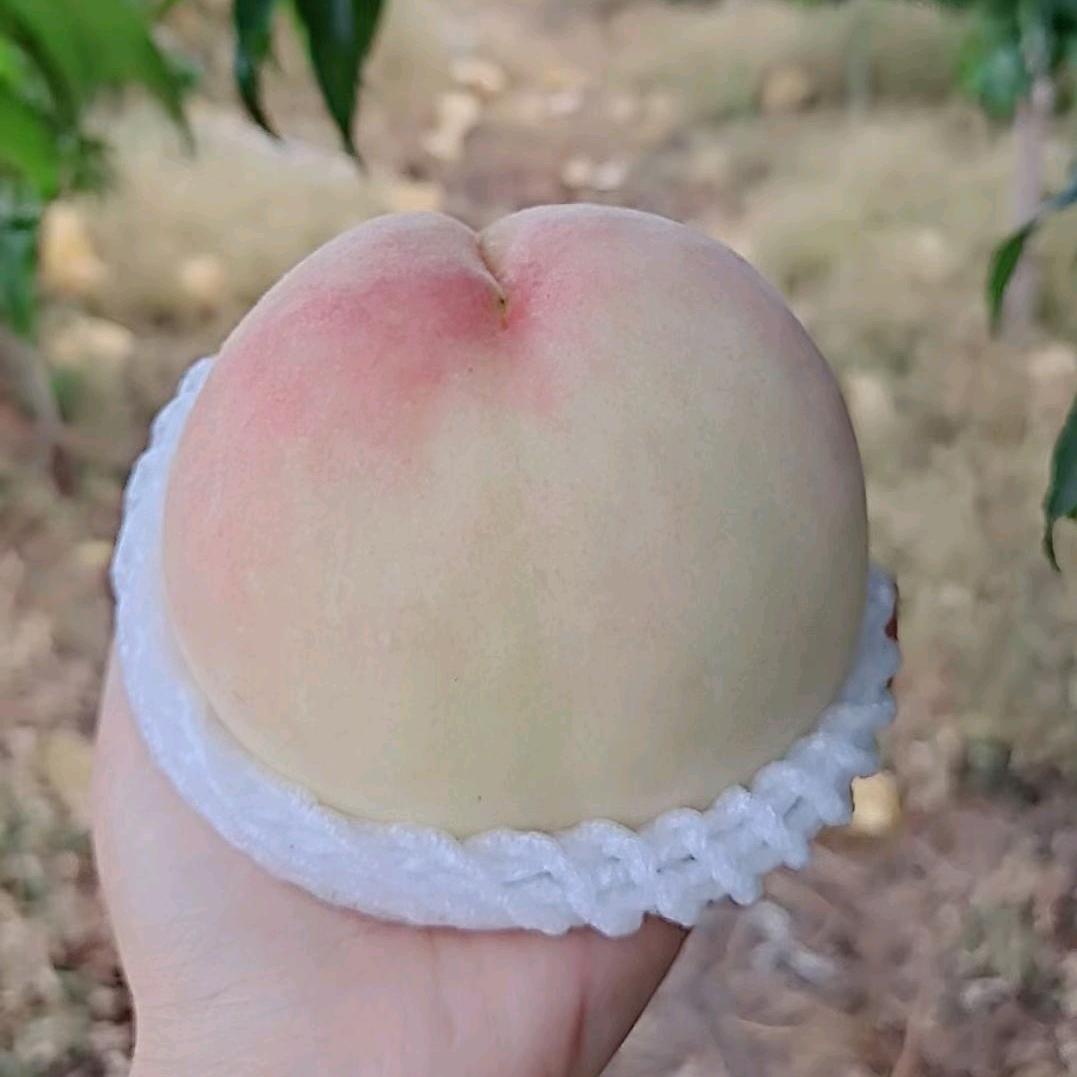 江苏踢球山水蜜桃