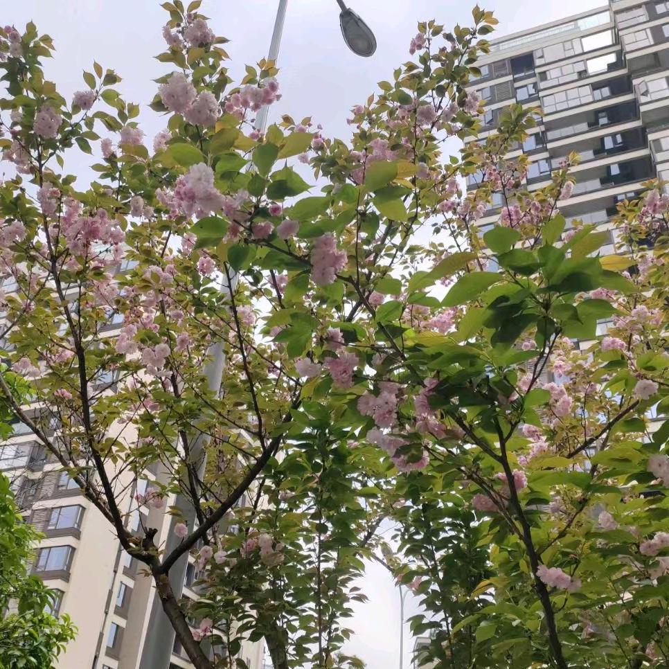 A重庆新房二手房英姐137783337