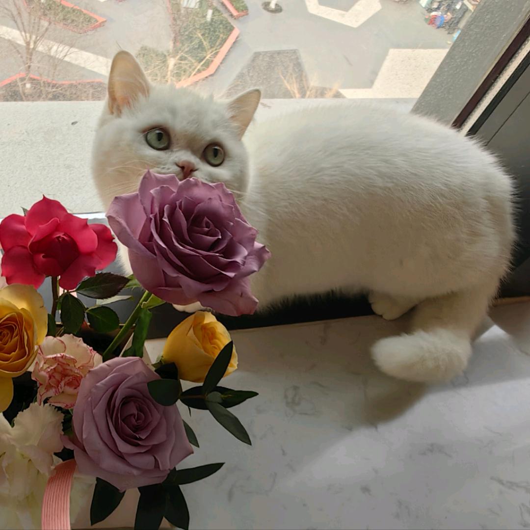 兜兜里有猫🐱