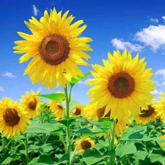 锦鲤小富婆😄😄