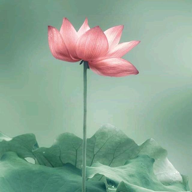 丽90