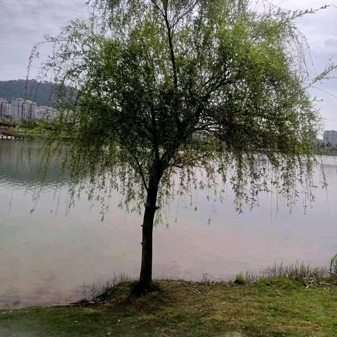 智恒