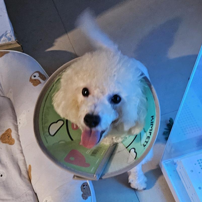 今天是笨蛋的反义词