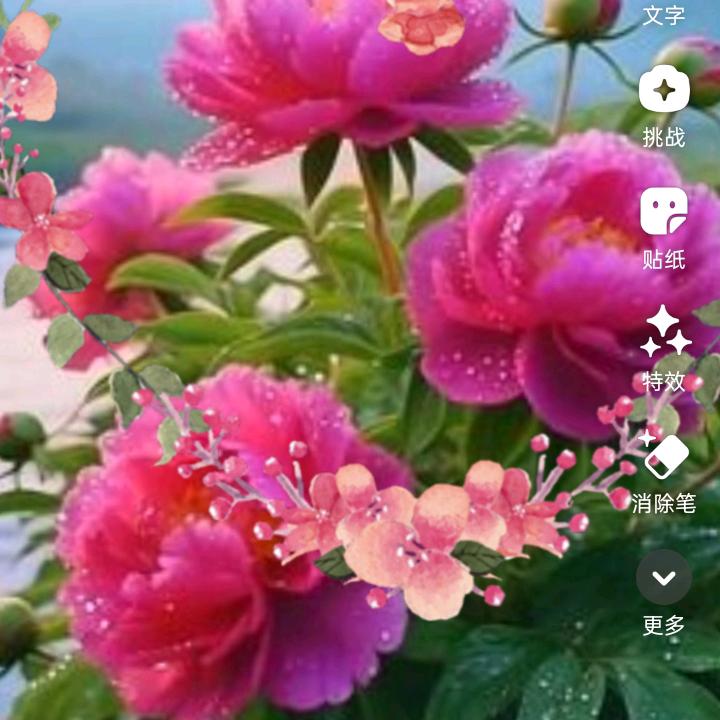 广西小蒙
