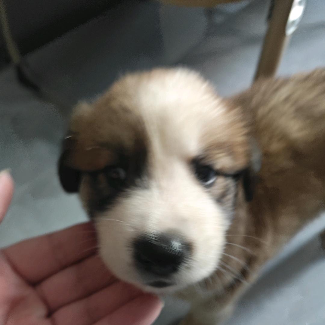 香菜大王