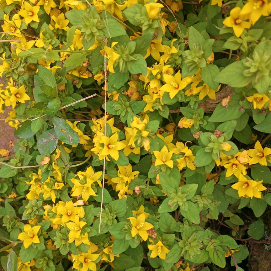 🌈丫头de大叔✔范