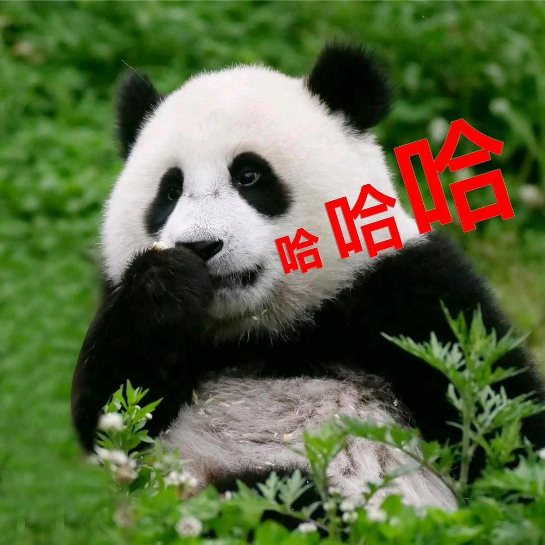 熊猫南小月