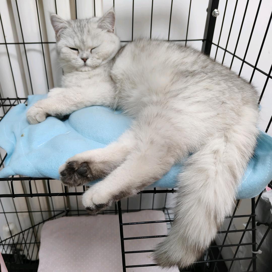 小小墨潮玩吧冰箱贴直播