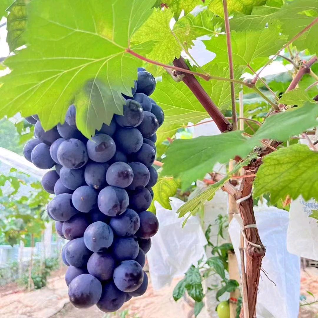 《西溪坝葡萄圆》谭佣枝