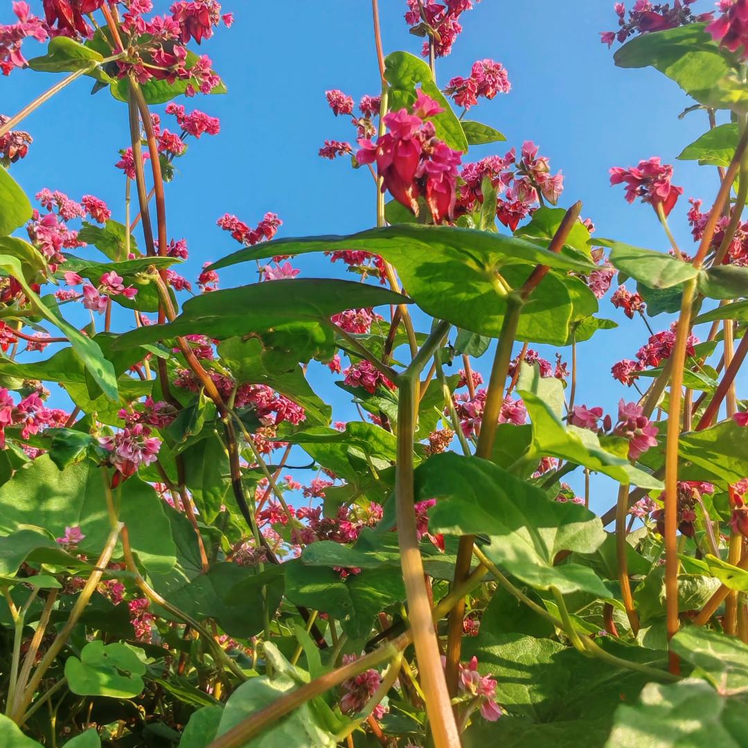 明天会更好，，，