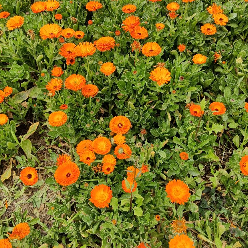 往事🌸🌸随风