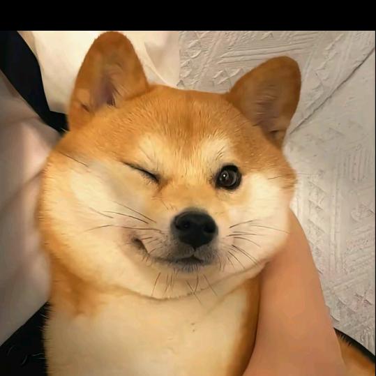 人间凑数的日子Y