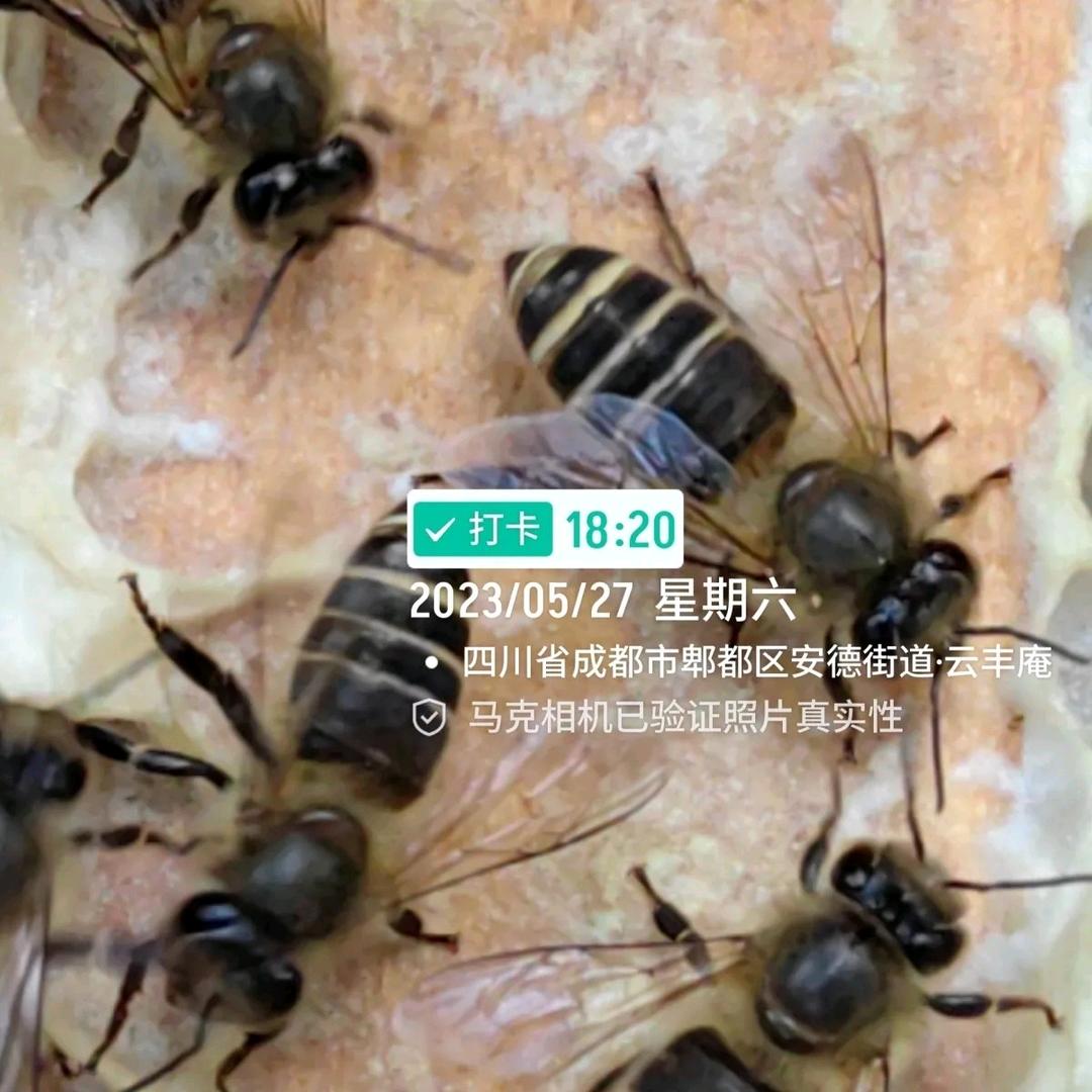 小郭蜂业