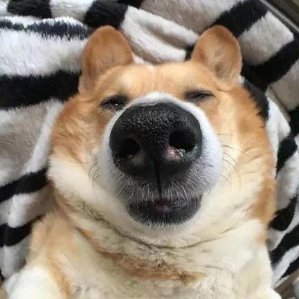 是王奶糕啊