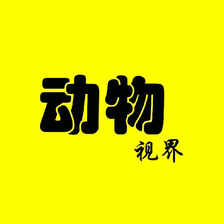 动物V視界