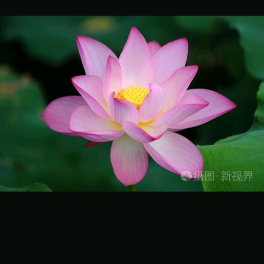 紫藤花