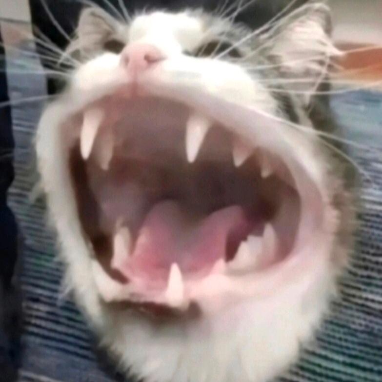 阿拉法