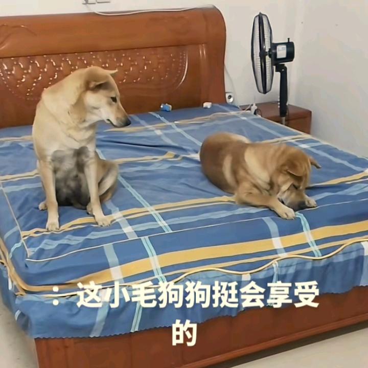 子君