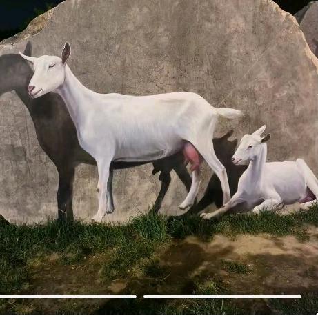 《奶山羊服务》