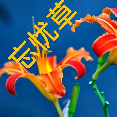 忘忧草