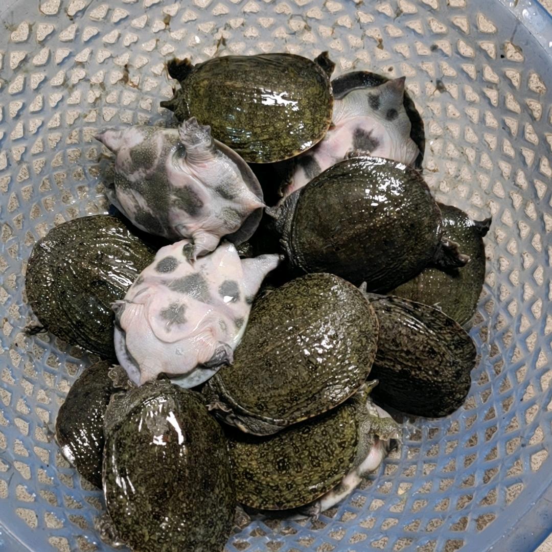南丰太和小妹生态甲鱼