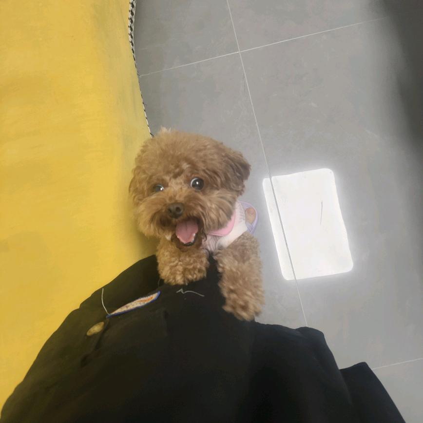王布丁麻麻