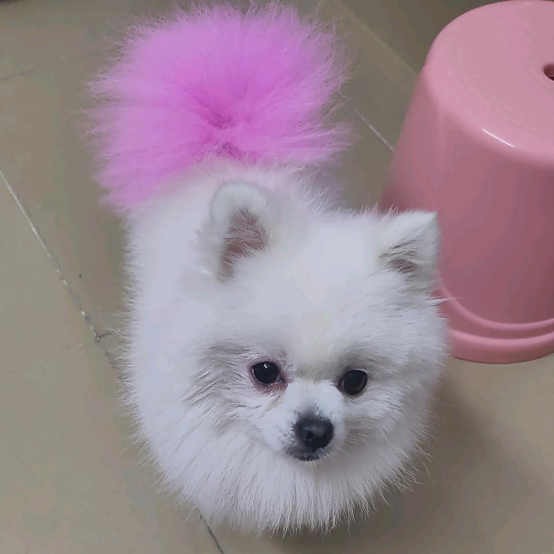 小小姐•᷄ࡇ•᷅(晓晓)