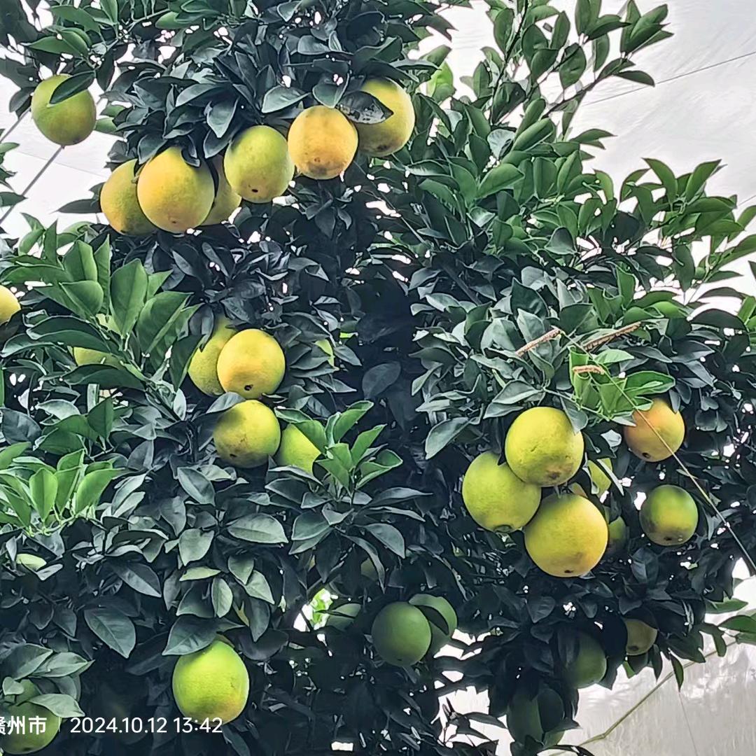 胜其自然