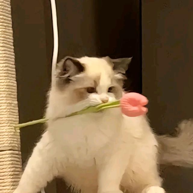 夢に明るい
