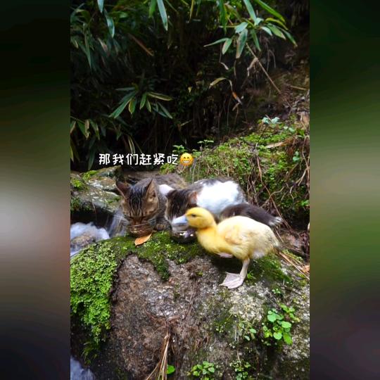 🇨🇳🌟好运连连❤️天天都是✨