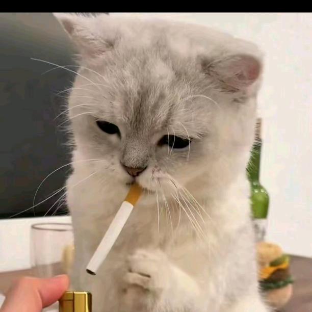 {🌻书言🌻}