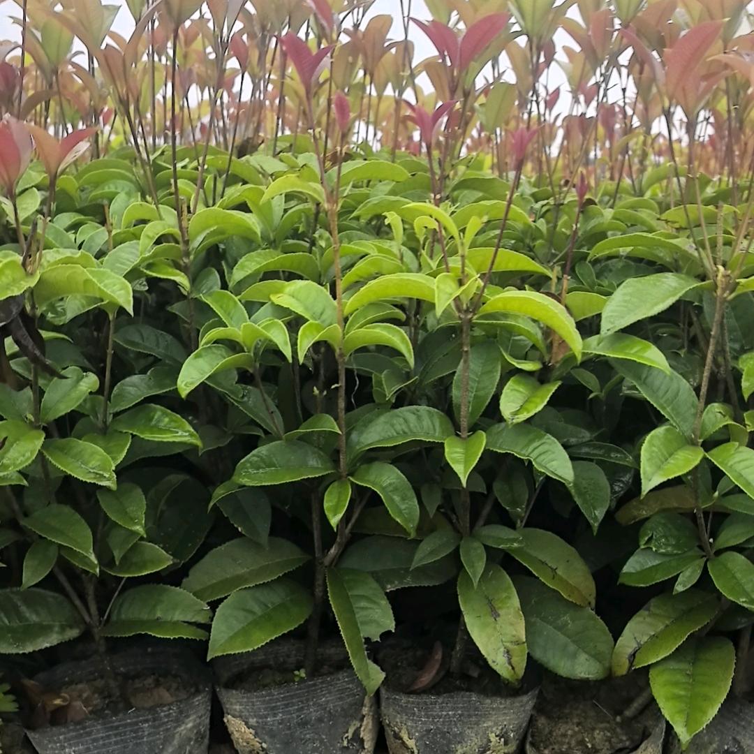 郴兴苗木、麦冬草、沿阶草基地直销