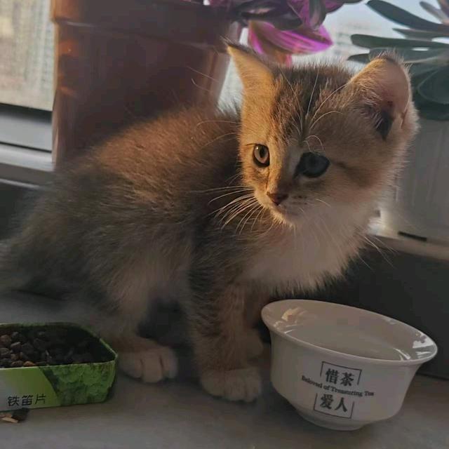 小猫咪元宝