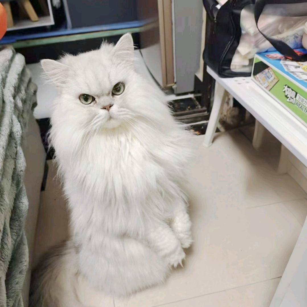 芝士是只猫
