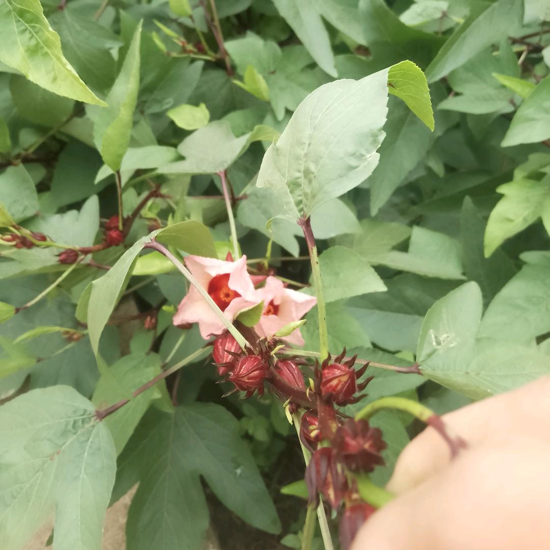 梦醒时分