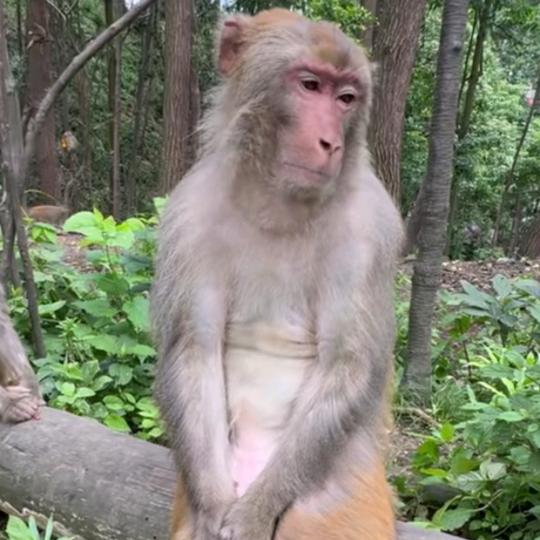 ²³⁵⁶菠萝蜜大叔