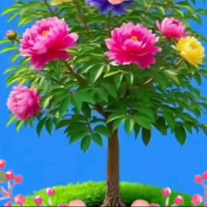 尹姐