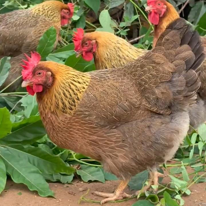 小天聊养殖