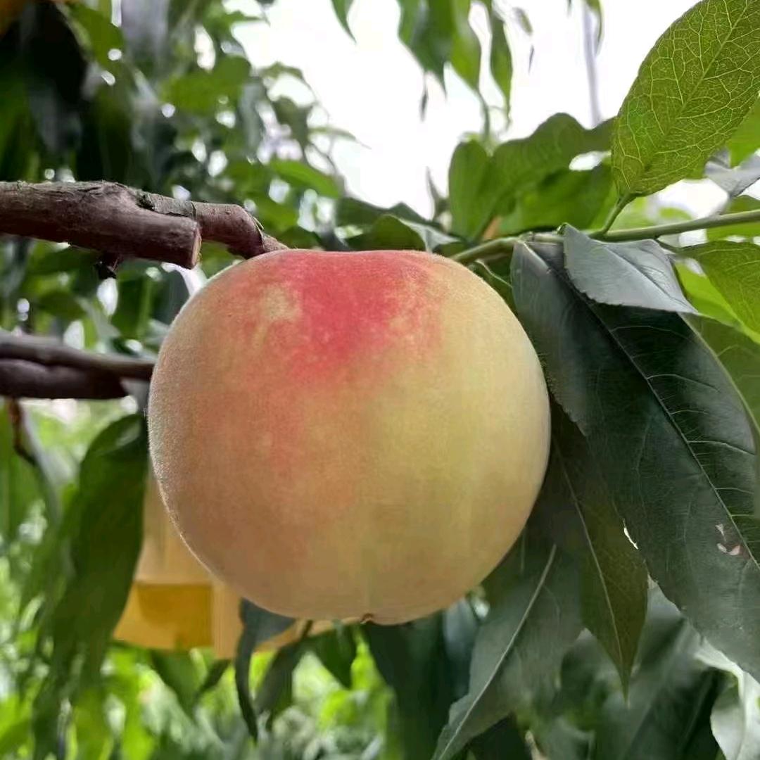 桃🍑大猫🐱