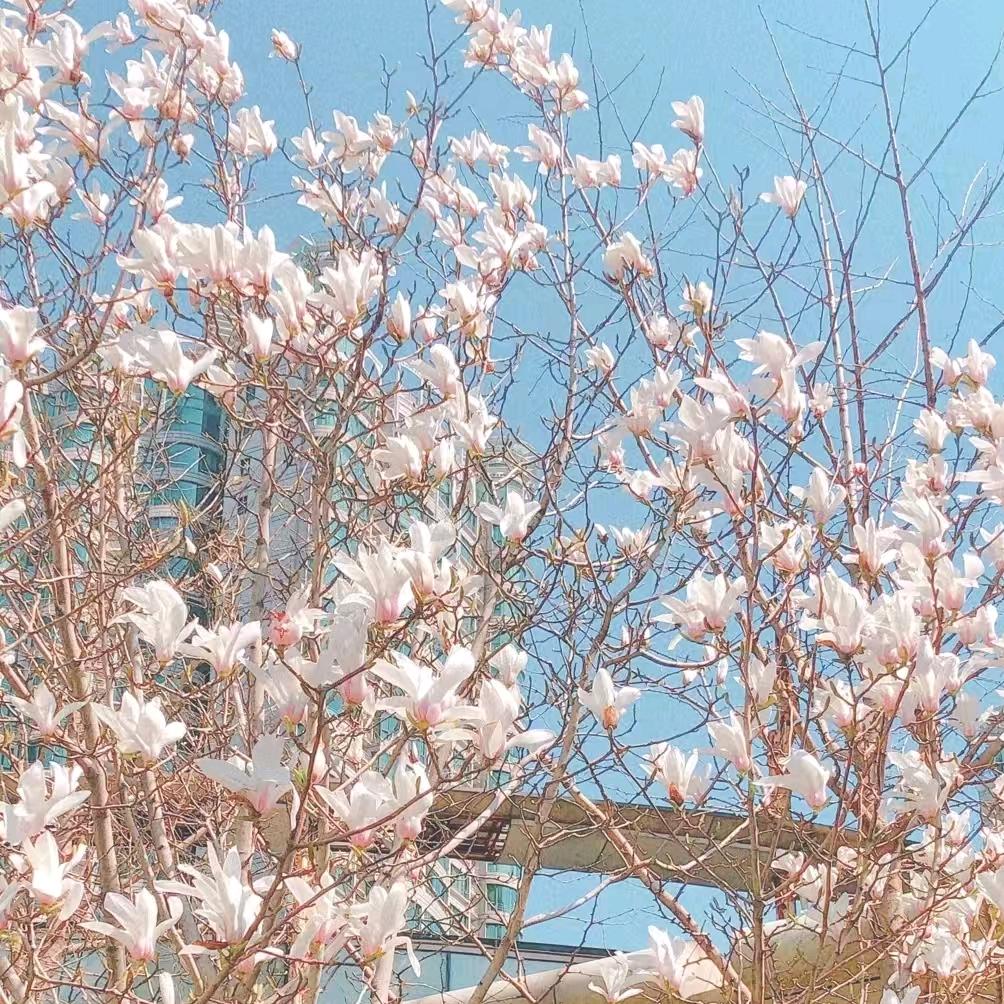 平安顺遂🍎